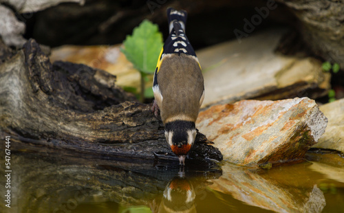 Close-up of a goldfinch drinking water at a well photo