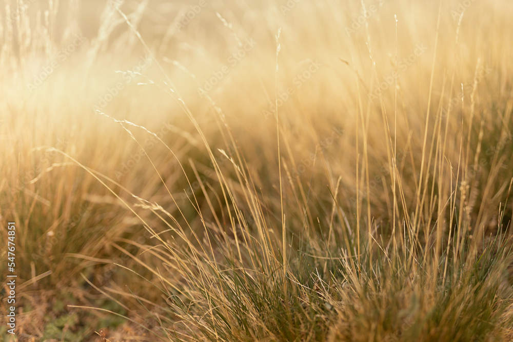 Autumn alpen valley with soft light yellow withered dry grass with spikelets in golden beams of sunset sun, closeup, blur. Serenity outdoor meadow in wild nature background. Autumn alpen valley with soft light yellow withered dry grass with spikelets in golden beams of sunset sun, closeup, blur. Serenity outdoor meadow in wild nature background.