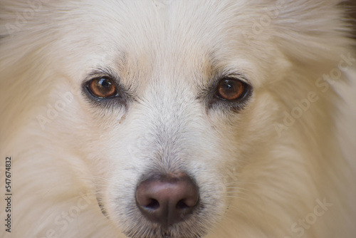 close up portrait of a dog