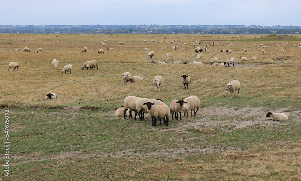 flock of sheep of breed SUFFOLK with BLACK legs and black head in the pasture