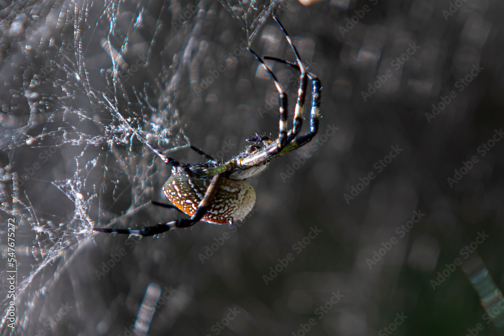 Stockfoto Scytodes globula is a species of spider commonly known as the