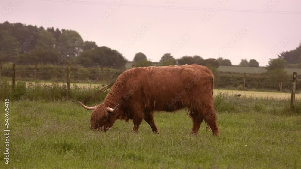 A highland cow grazing on farmland on a grey rainy day A highland cow grazing on farmland on a grey rainy day