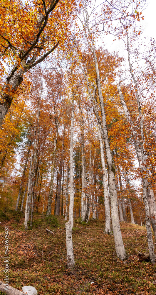 Hiking through the Vrata valley in autumn, Triglav National Park in Slovenia Hiking through the Vrata valley in autumn, Triglav National Park in Slovenia