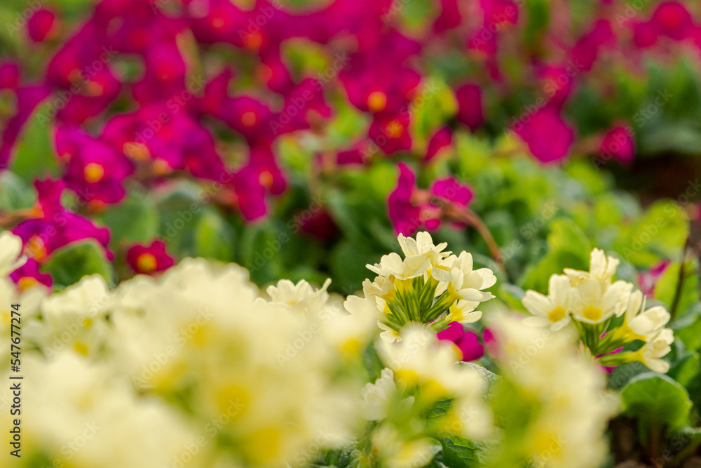 Obraz premium Easter concept. Primrose Primula with yellow and pink flowers in flowerbed in spring time. Inspirational natural floral spring or summer blooming garden or park. Hello spring