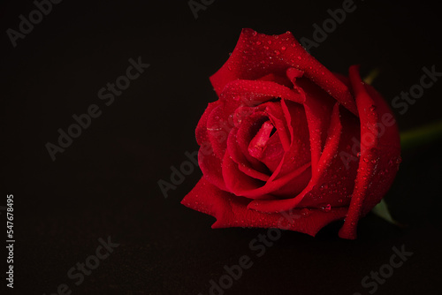 Water drop on rose and on black ceramic background.