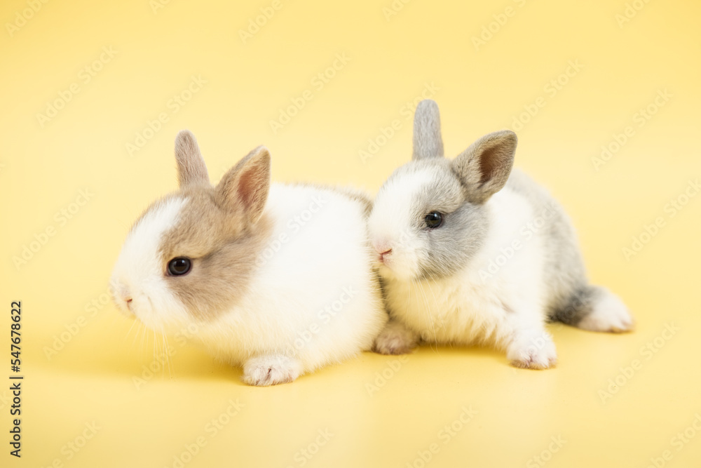 Beautiful rabbits isolated on yellow background.