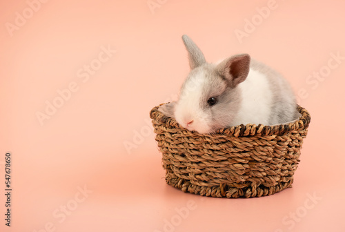 Rabbit in basket isolated on pink background.
