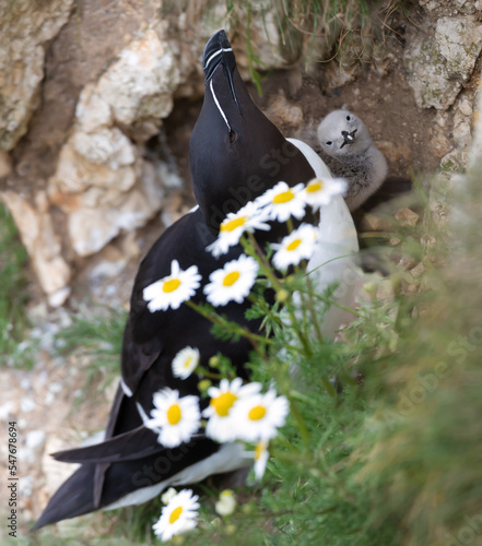 Razorbill with a cute chick perched on a cliff with daisies