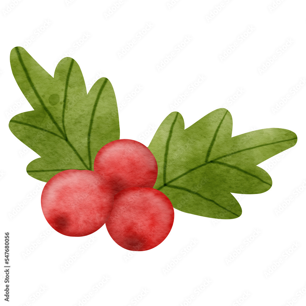 red holly berries with leaves for Christmas decorations watercolor painting illustration 