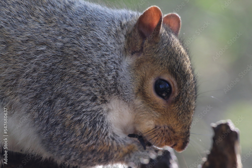 A stunning portrait image of a grey squirrel eating a nut in the forest. This photo was taken at a nature reserve in Preston, England. A stunning portrait image of a grey squirrel eating a nut in the forest. This photo was taken at a nature reserve in Preston, England.