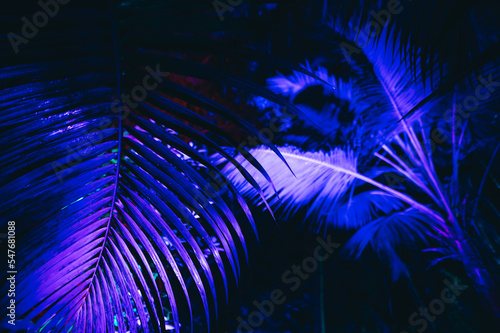 Background. Leaves of palm trees and tropical plants in colored light.