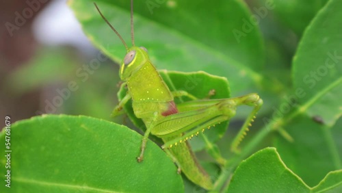 Wallpaper Mural Close-up of a green grasshopper (Caelifera) in natural habitat. Feeds on leaves and grasses. Commonly found in meadows, gardens, and forests during warm seasons. Torontodigital.ca