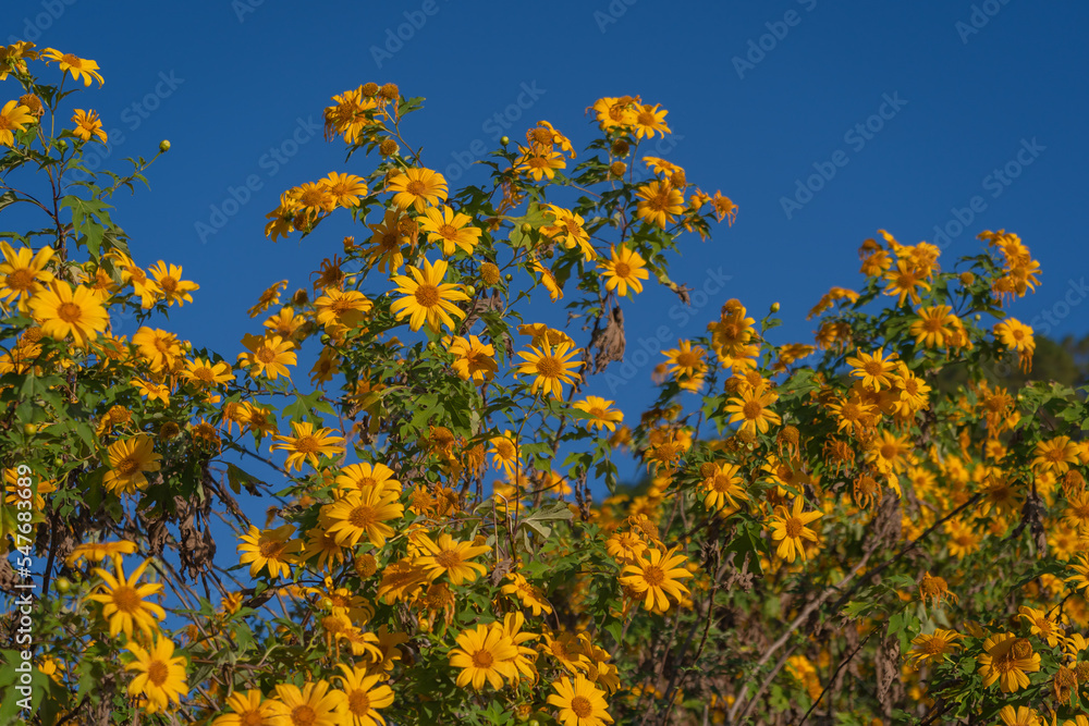 Beautiful Yellow flowers are Mexican sunflowers or Tithonia Diversifolia on Tung Bua Tong Mountain with Mexican sunflower field on Doi Mae U-Kho in Mae Hong Son, Thailand. Beautiful Yellow flowers are Mexican sunflowers or Tithonia Diversifolia on Tung Bua Tong Mountain with Mexican sunflower field on Doi Mae U-Kho in Mae Hong Son, Thailand.
