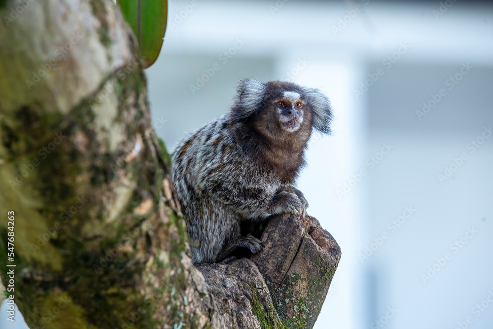 Naklejka premium White eared monkey on the branch of a tree