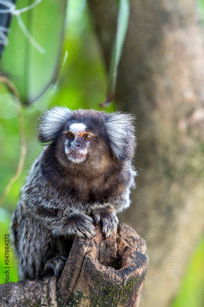 White eared monkey on the branch of a tree. Brazil White eared monkey on the branch of a tree. Brazil