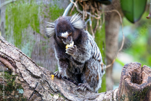 Monkey on a tree eating a fruit.