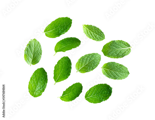 Fresh mint leaves isolated on transparent png