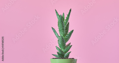 Cactus de Aloe vera verde en maceta color pistacho, sobre fondo rosa pastel