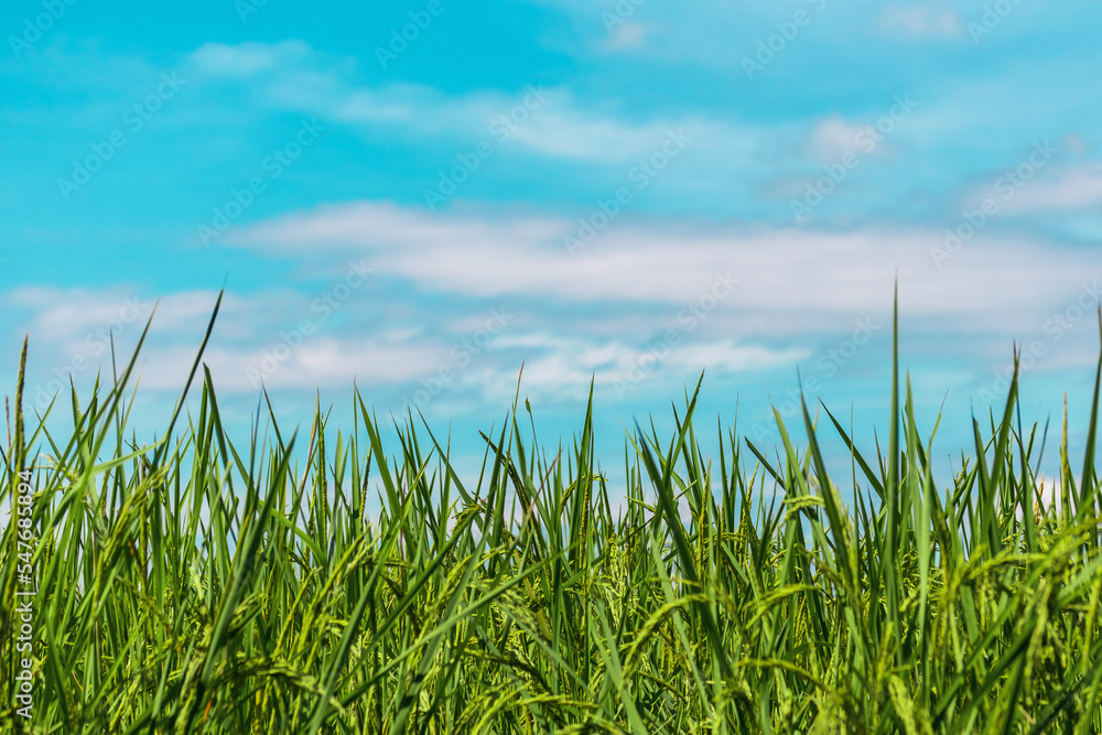 Fototapeta premium rice fields and sky.jasmine rice fields which is the unique rice of Thailand and Asia