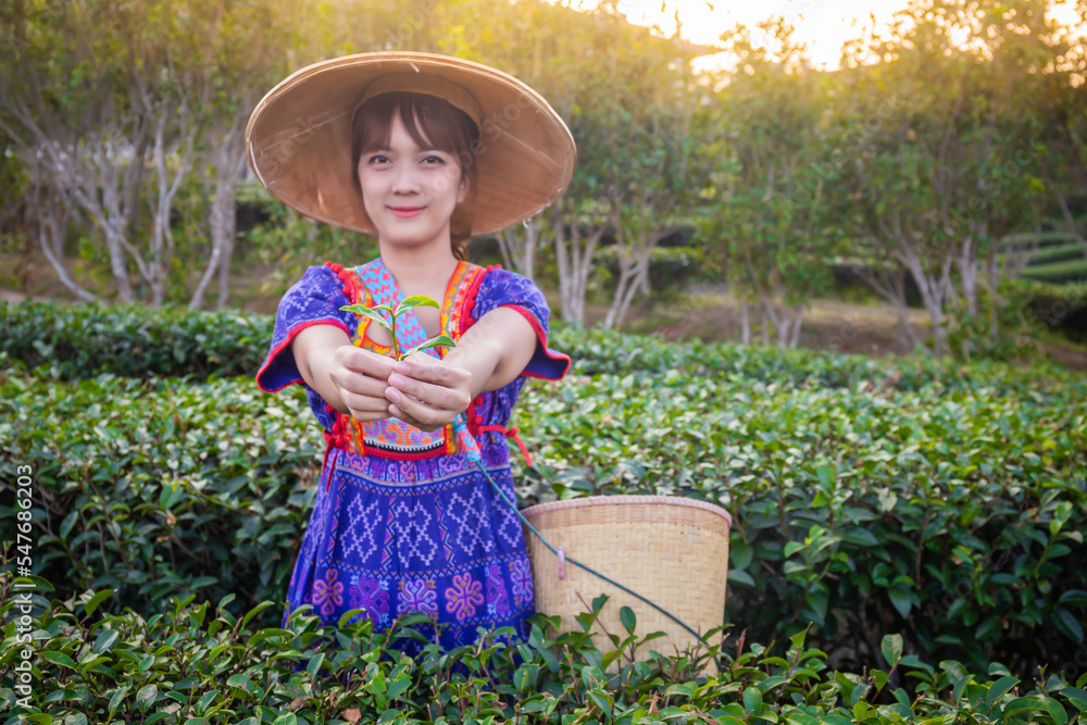 Obraz premium young woman wearing a traditional hill tribe dress with a hat and a basket of green tea is collected in a mountain plantation in the evening.