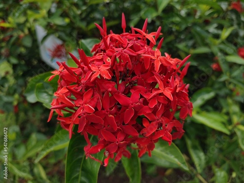 Ixora chinensis  also called as ashoka flower. However  not only beautiful  Ashoka flowers also have many health benefits.