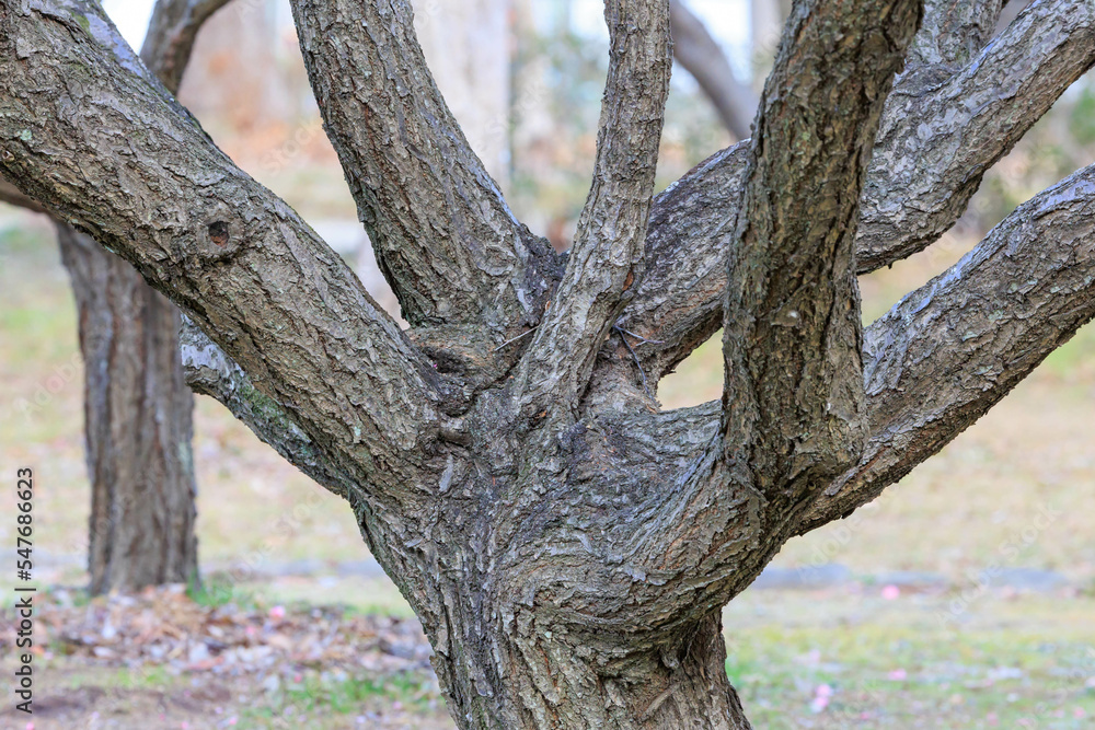 Obraz premium 梅の木の幹