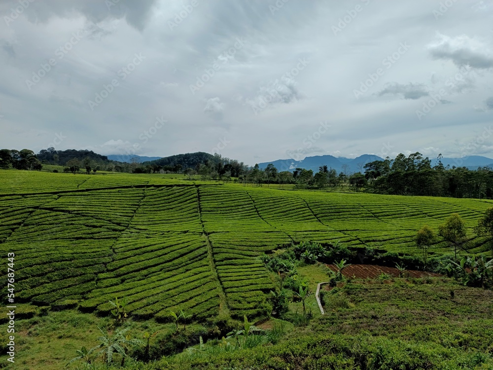 tea plantations in the highlands tea plantations in the highlands