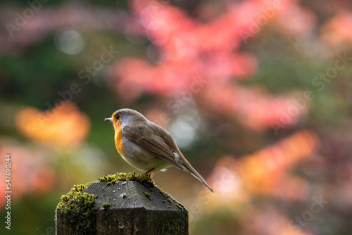 Beautiful European robin sitting on a pole in a park in autumn