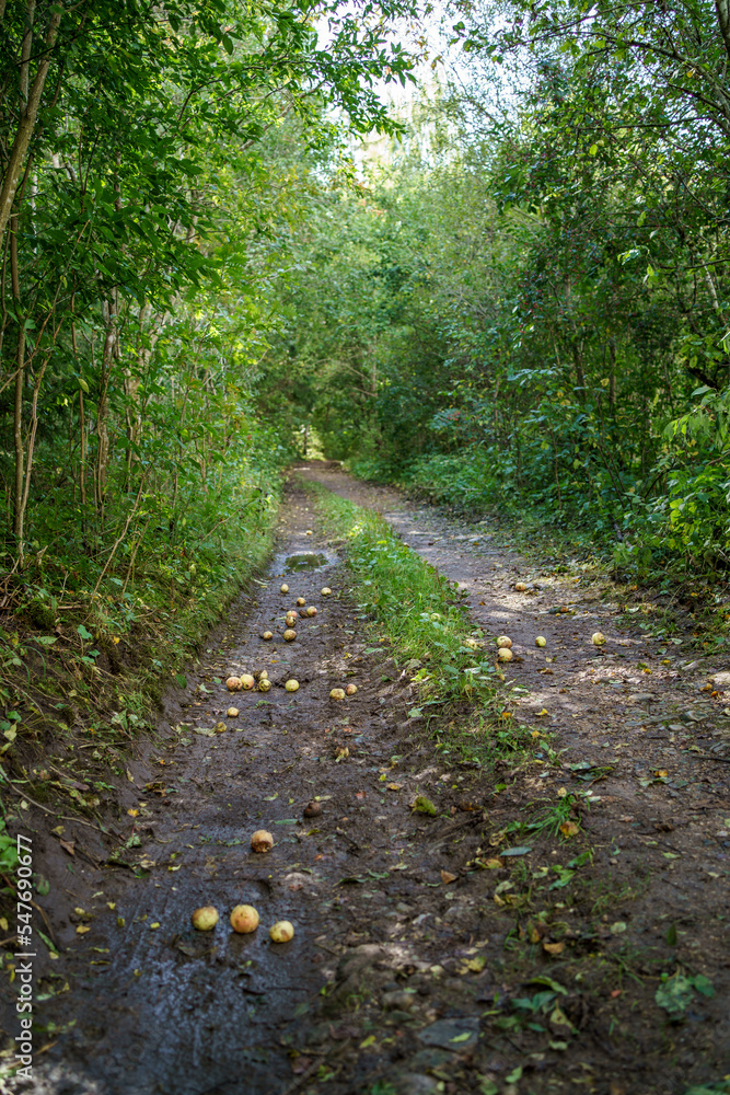 country gravel road in perspective