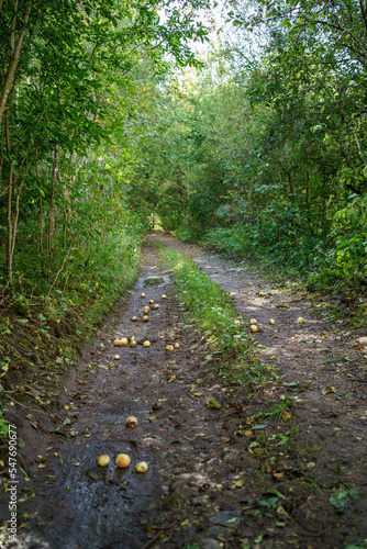 country gravel road in perspective © Martins Vanags