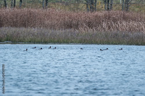 wild ducks gathering and flying to the south