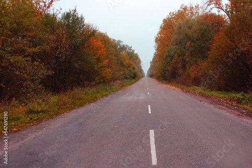 Road in autumn along forest