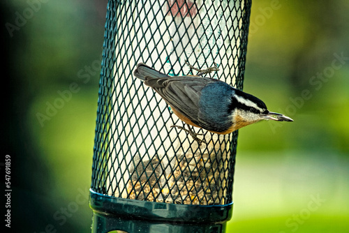 Closeup of a Red Breasted Nuthatch bird climbing on a birdfeeder and one perched on a branch.