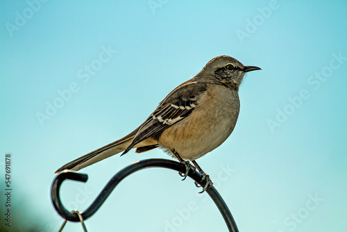 Fototapeta Closeup of a mockingbird perched on a decorative metal pole with a blue sky background