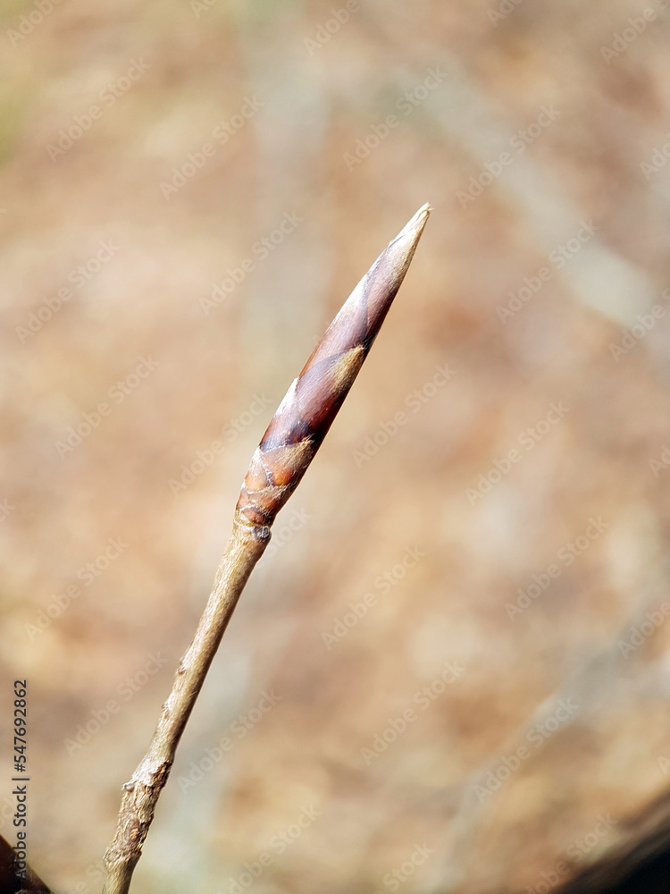 Fototapeta premium Macro tree flower plant buds early spring