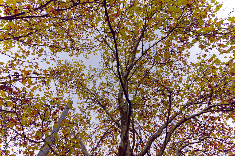 Looking up beautiful autumn tree at City of Zürich on a gray cloudy autumn day. Photo taken November 15th, 2022, Zurich, Switzerland. Looking up beautiful autumn tree at City of Zürich on a gray cloudy autumn day. Photo taken November 15th, 2022, Zurich, Switzerland.