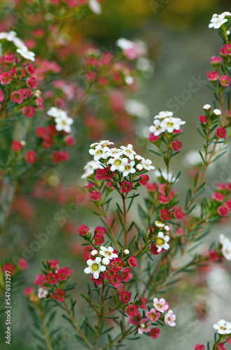 Red, pink and white flowers of the Australian native Chamelaucium waxflower variety My Sweet Sixteen, family Myrtaceae. Cultivar of Geraldton Wax, Chamelaucium uncinatum