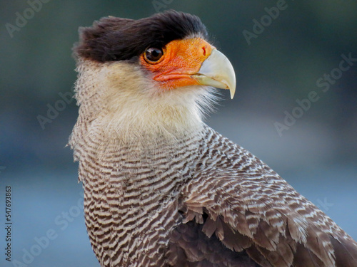 southern crested caracara