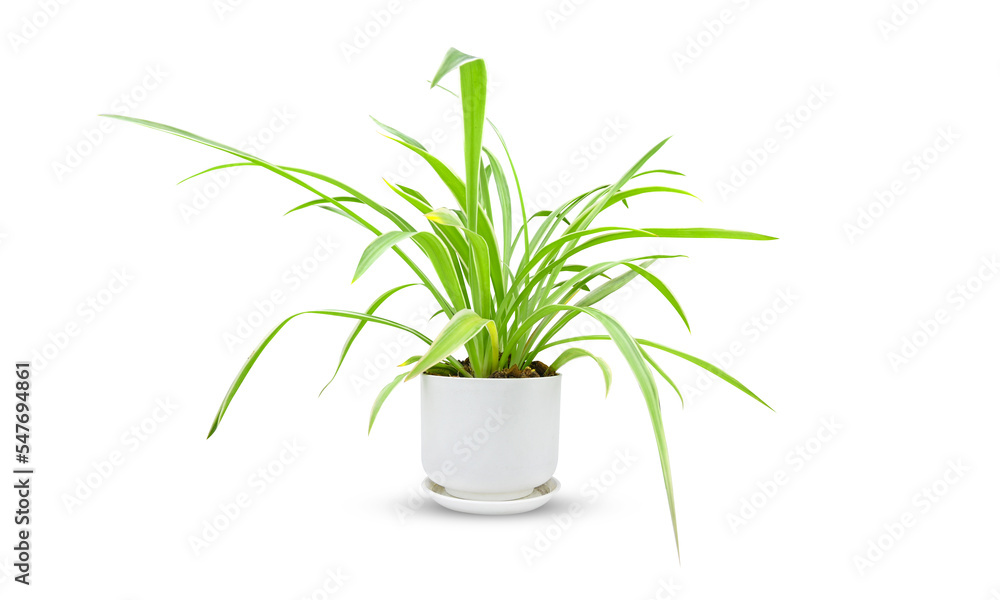 ornamental plants in white pots on a white background clipping path.