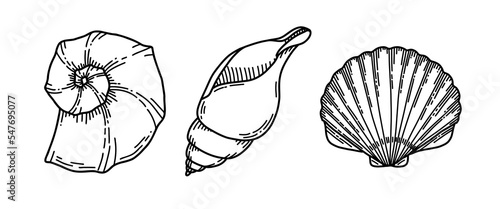 Set of Sea Shells. Vector illustration of Seashells on isolated background. Sketch of Conch and Clam in black and white colors. Drawing in outline style. Hand drawn silhouette. Line art for icon.