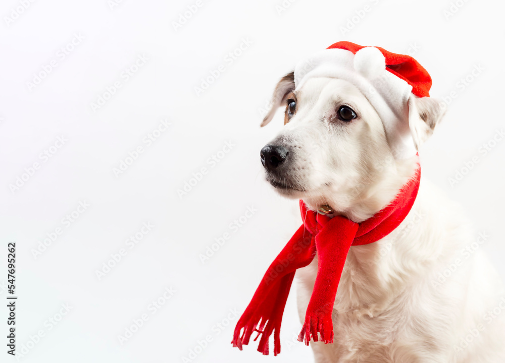 Portrait of a dog in a Santa hat. Concept of the New Year and Christmas. Funny pets. Portrait of a dog in a Santa hat. Concept of the New Year and Christmas. Funny pets.