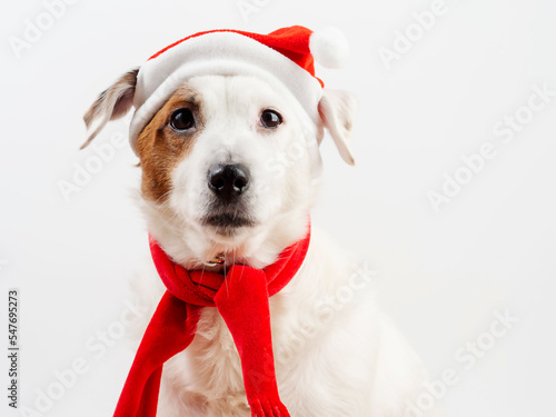 Portrait of a dog in a Santa hat. Concept of the New Year and Christmas. Funny pets. © Наталья Майшева