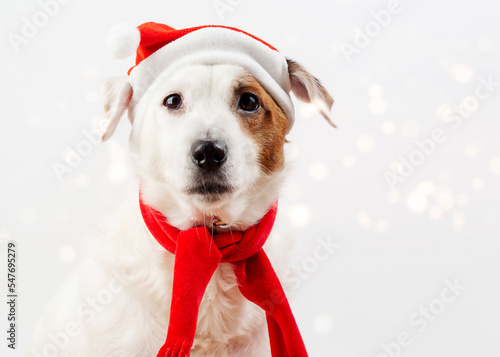 Portrait of a dog in a Santa hat. Concept of the New Year and Christmas. Funny pets. © Наталья Майшева