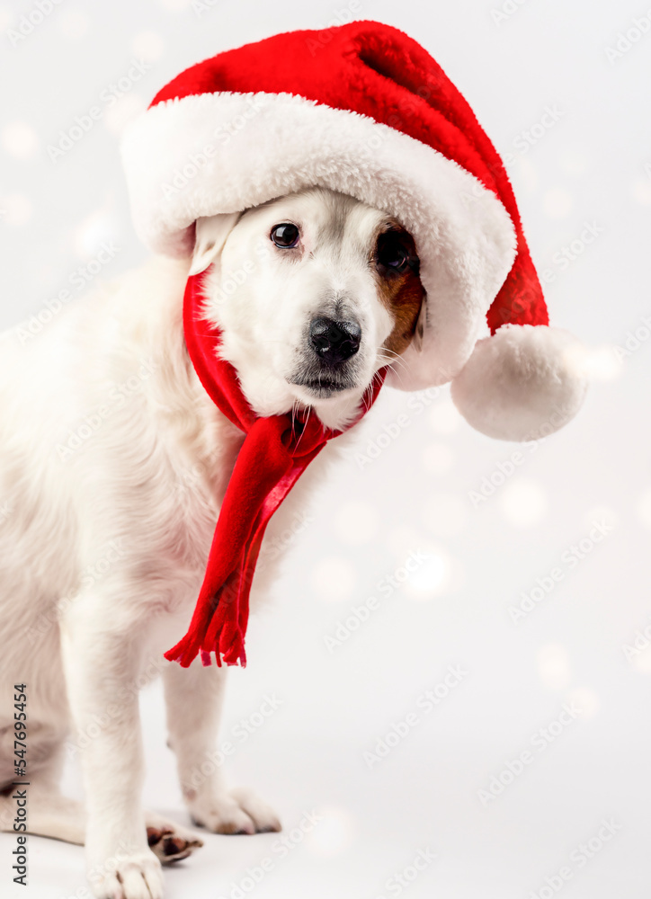 New Year's Eve photo: Portrait of a dog in a Santa hat. It's snowing in the background New Year's Eve photo: Portrait of a dog in a Santa hat. It's snowing in the background
