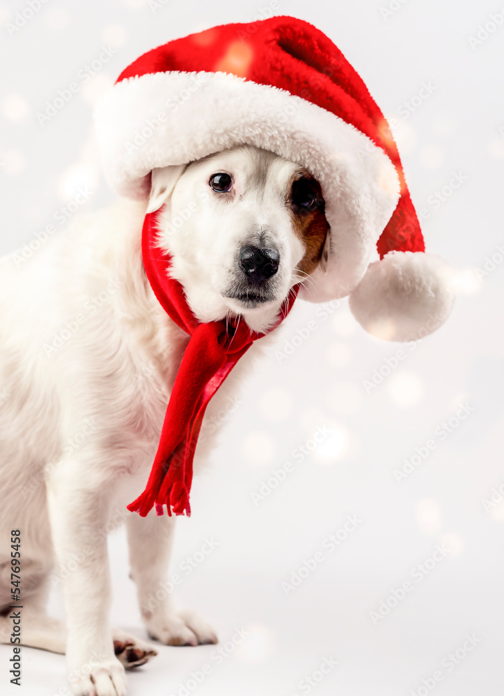 New Year's Eve photo: Portrait of a dog in a Santa hat. It's snowing in the background New Year's Eve photo: Portrait of a dog in a Santa hat. It's snowing in the background