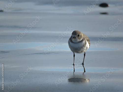 Two banded plover