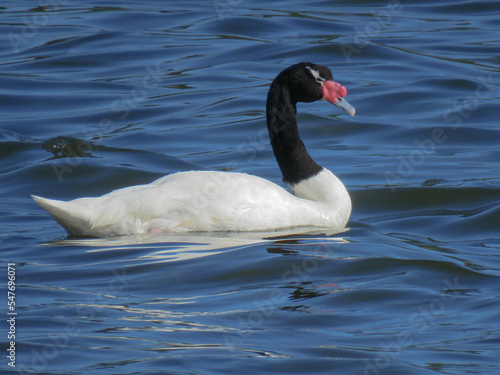 Black-necked swan