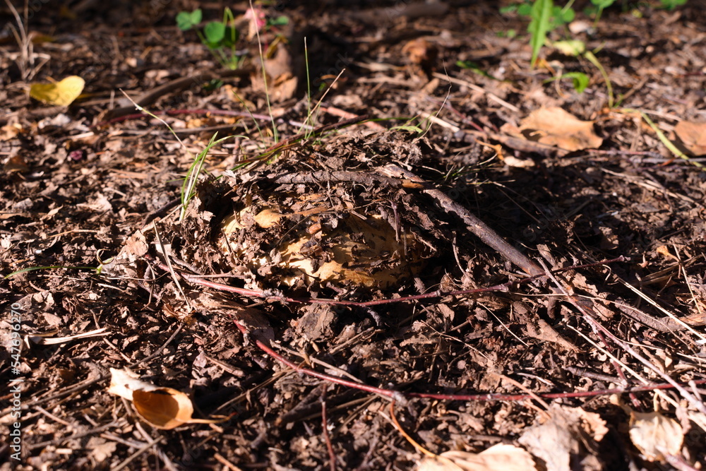 Autumn. Mushrooms are hiding under the soil Autumn. Mushrooms are hiding under the soil
