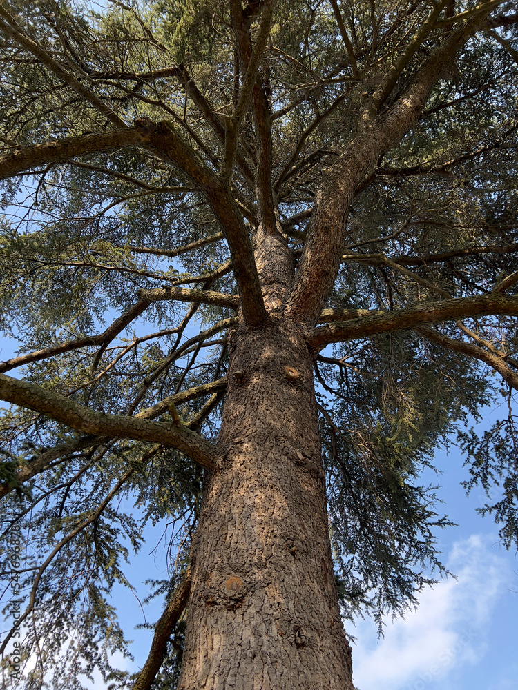 Obraz premium Majestic tree in autumn