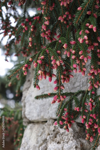 Spruce branch blooming pink in spring with natural stone background